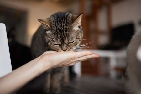 Young woman feeds her lovely cat from hands. Charming family pets and peoples tendance them.の写真素材