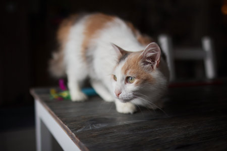 cat lying down on wooden table looking at camera.の写真素材