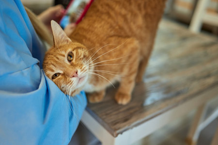 cute tabby little kitten european shorthair cat in hands.