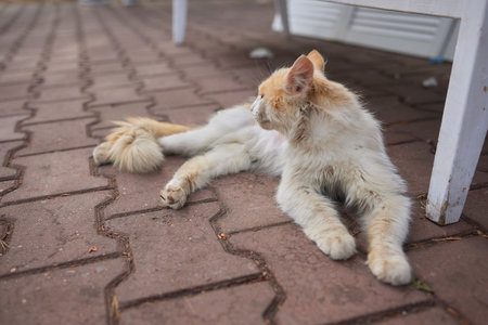 red country cat sitting under the tableの写真素材