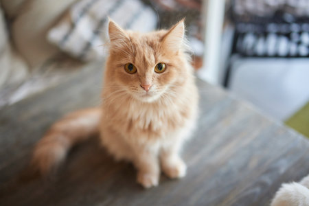 Ginger cat sitting on the wooden floor in a white room. The fat red cat is resting. Sweet fluffy kitten at home. A large red cat lies beautifully on the floor in the interior of a modern apartment.の写真素材