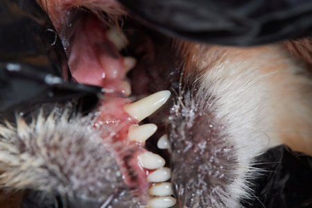 Veterinary stomatology: Cleaning teeth from plaque and stone in a 9 year old poodle Intubated under anesthesia with an ultrasound scaler.の写真素材