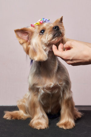 The Yorkshire Terrier lies on the grooming table in the zoo salon with a beautiful haircut for every day.の写真素材