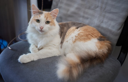 cat with stripes sits on the couch and looks directly at the camera.の写真素材