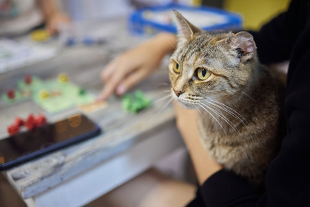 cute tabby little kitten european shorthair cat in hands.の写真素材