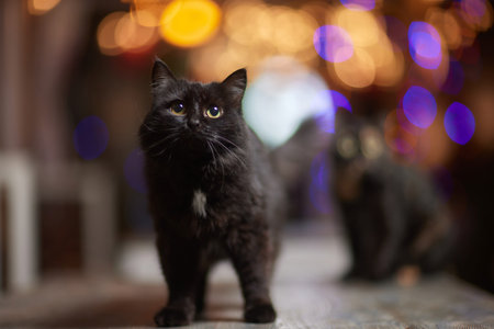 Christmas cat. Portrait striped kitten with Christmas lights garland on festive red background.の写真素材