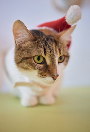 Cute cat in Santa Claus hat against blurred Christmas lights.の写真素材