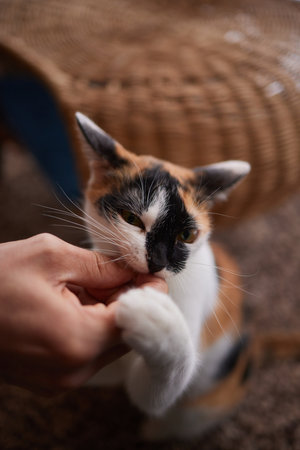 Domestic life with pet. Young man gives his cat meat snack.の写真素材