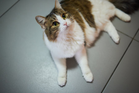 Beautiful cat in living room at home