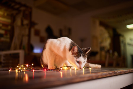 Happy New Year, Christmas holidays and celebration. Christmas cat. Portrait cat playing with...