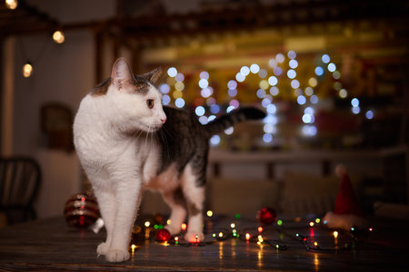 Happy New Year, Christmas holidays and celebration. Christmas cat. Portrait cat playing with Christmas lights garlandの写真素材