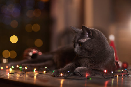 Happy New Year, Christmas holidays and celebration. Christmas cat. Portrait cat playing with Christmas lights garlandの写真素材