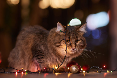 Happy New Year, Christmas holidays and celebration. Christmas cat. Portrait cat playing with Christmas lights garlandの写真素材