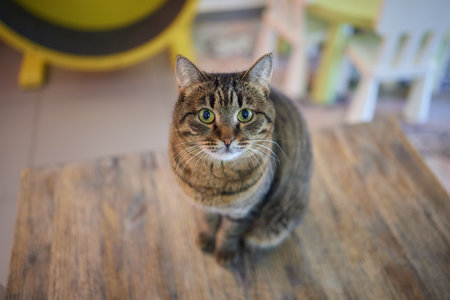 Beautiful cat in living room at homeの写真素材