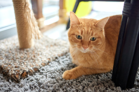 Funny domestic cat climbs up the cat pole.