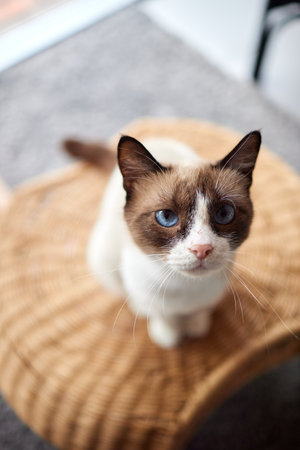 Funny domestic cat climbs up the cat pole.の写真素材