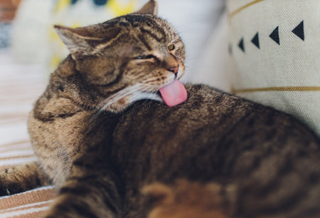 Very funny cat laughing of the close up.の写真素材