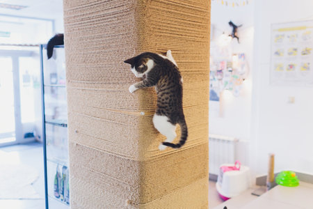 Very funny cat laughing of the close up.の写真素材