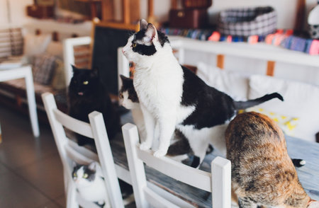 Domestic life with pet. Young man gives his cat meat snack.の写真素材
