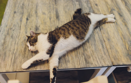 Very funny cat laughing of the close up.の写真素材