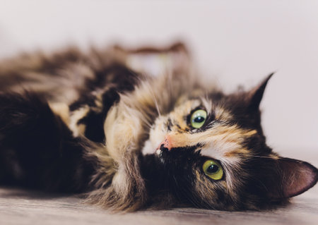 Very funny cat laughing of the close up.の写真素材