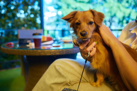 A cozy dog companion sits happily by the table in a bright, warm and charming roomの写真素材