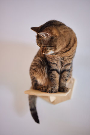 Funny domestic cat climbs up the cat pole.の写真素材