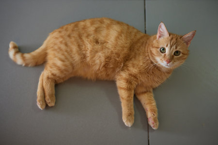 Beautiful cat in living room at homeの写真素材