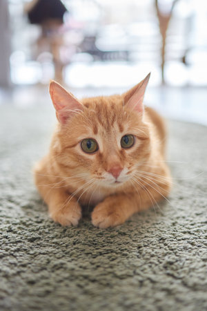 Beautiful cat in living room at home