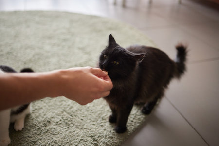Domestic life with pet. Young man gives his cat meat snack.の写真素材