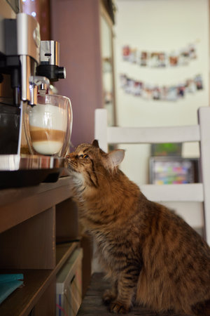 cat sniffing a mug of coffee while standing on a tableの写真素材