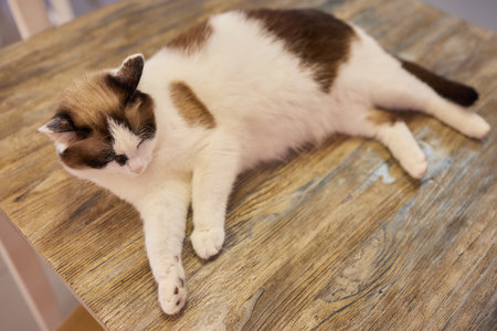 Beautiful cat in living room at homeの写真素材