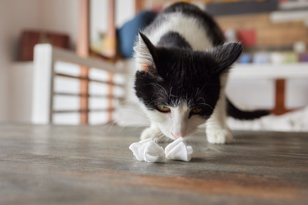 Cleaning Persian Chinchilla Cats eyes with cotton pad. Cats Eyes Healthyの写真素材