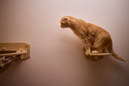 Felidae scratching wood wall, carnivore pet supply with whiskers and snoutの写真素材