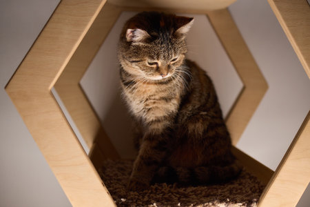 Felidae scratching wood wall, carnivore pet supply with whiskers and snoutの写真素材