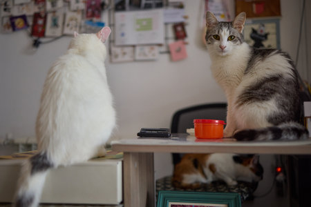 Felidae sitting on wooden chair on table, with fawn fur and whiskers