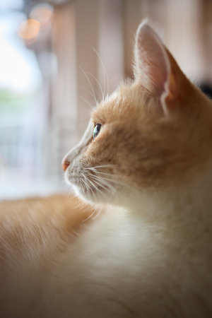 featuring a calm and content cat in a serene and relaxed poseの写真素材