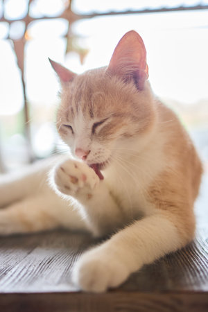 Cute cat is washing itself with tongueの写真素材