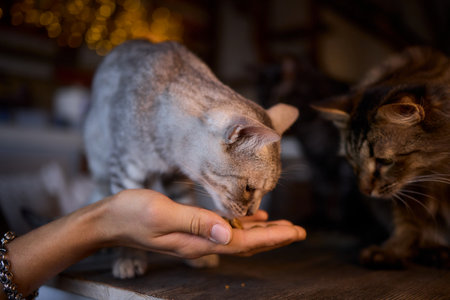 A Cat Happily Enjoying Delicious Treats Taken from a Gentle and Caring Hand Reaching Out