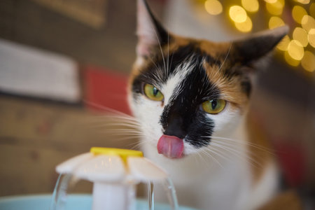 Felidae cat with whiskers drinking from a pet supply water fountain