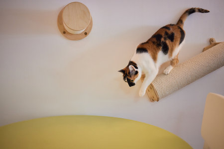 Felidae scratching wood wall, carnivore pet supply with whiskers and snoutの写真素材