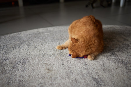 A Cat Full of Curiosity is Gleefully Playing with a Brightly Colored Ball on a Soft and Cozy Rug