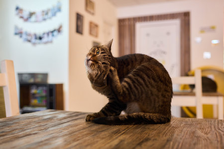 A group of adorable and cute cats are gathered together in a colorful indoor spaceの写真素材