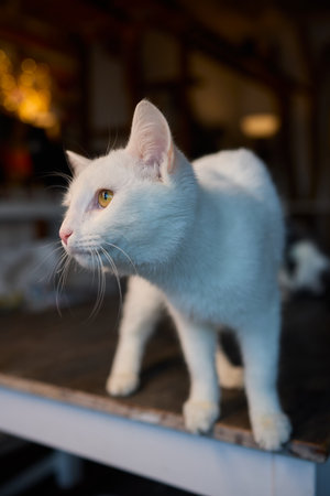An Elegant Cat Sits Calmly in Soft and Inviting Warm Light, Exuding Tranquilityの写真素材
