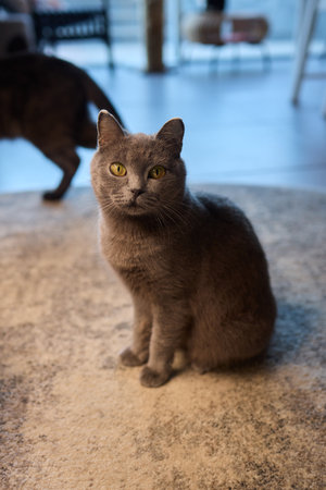 An adorable and fluffy cat is sitting gracefully and contentedly indoors, looking charmingの写真素材