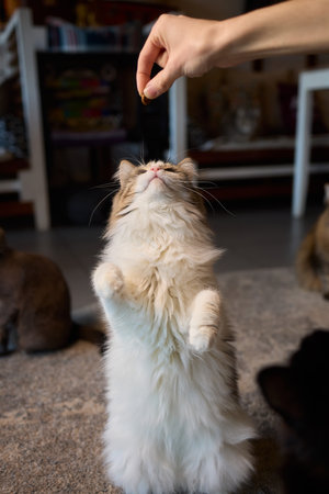 A Cat Happily Enjoying Delicious Treats Taken from a Gentle and Caring Hand Reaching Outの写真素材