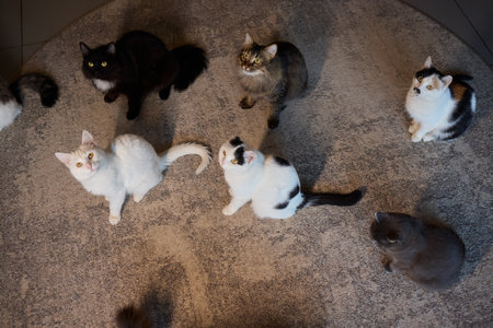 An adorable and fluffy cat is sitting gracefully and contentedly indoors, looking charmingの写真素材