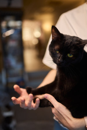 A cat being gently held by its owner in a cozy and welcoming home environmentの写真素材