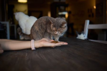 A Cat Happily Enjoying Delicious Treats Taken from a Gentle and Caring Hand Reaching Outの写真素材