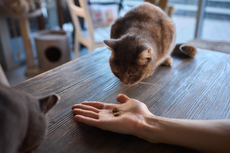 A Cat Happily Enjoying Delicious Treats Taken from a Gentle and Caring Hand Reaching Outの写真素材